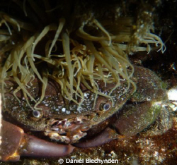 Cool hair!!!
(crab hiding under a sea anenome) by Daniel Blechynden 